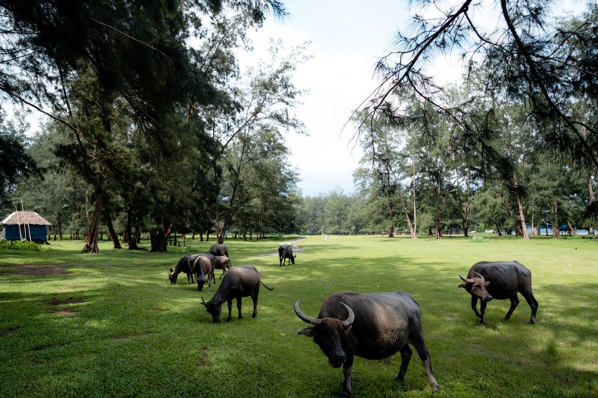 Water buffalo grazing near Estancia de Lorenzo